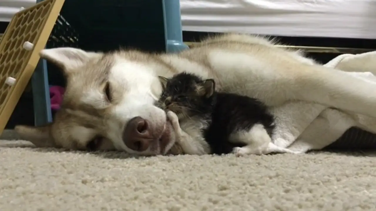 Mamá husky adopta a un gato de tres semanas