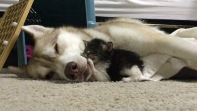 Mamá husky adopta a un gato de tres semanas