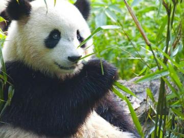 Oso panda del Zoo de Madrid