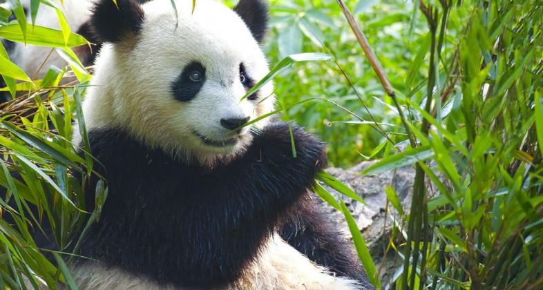 Ese oso panda no tiene hipo, está ligando: así traducen los científicos su  lenguaje