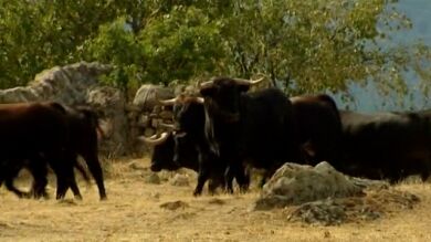 El cuidado de los toros antes del encierro de San Sebastián de los Reyes