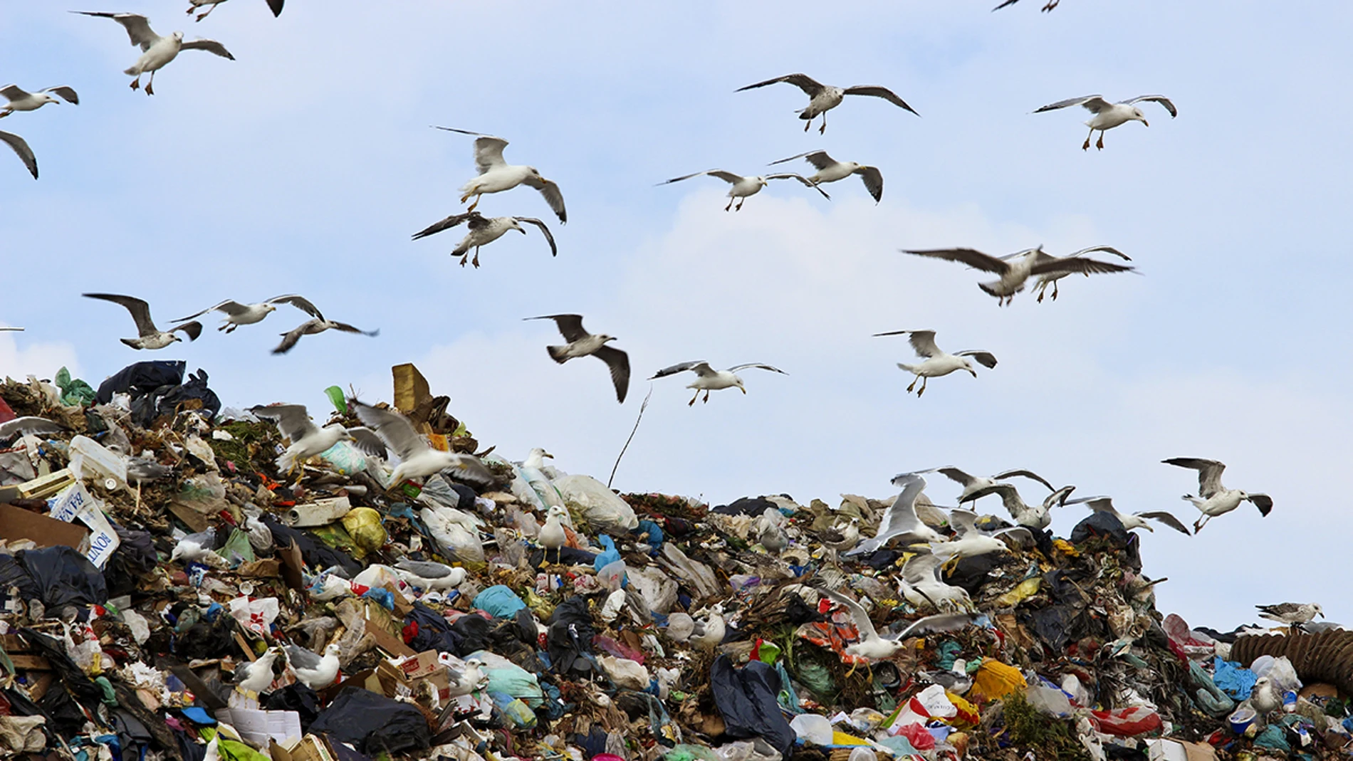 Gaviotas Gaviotas