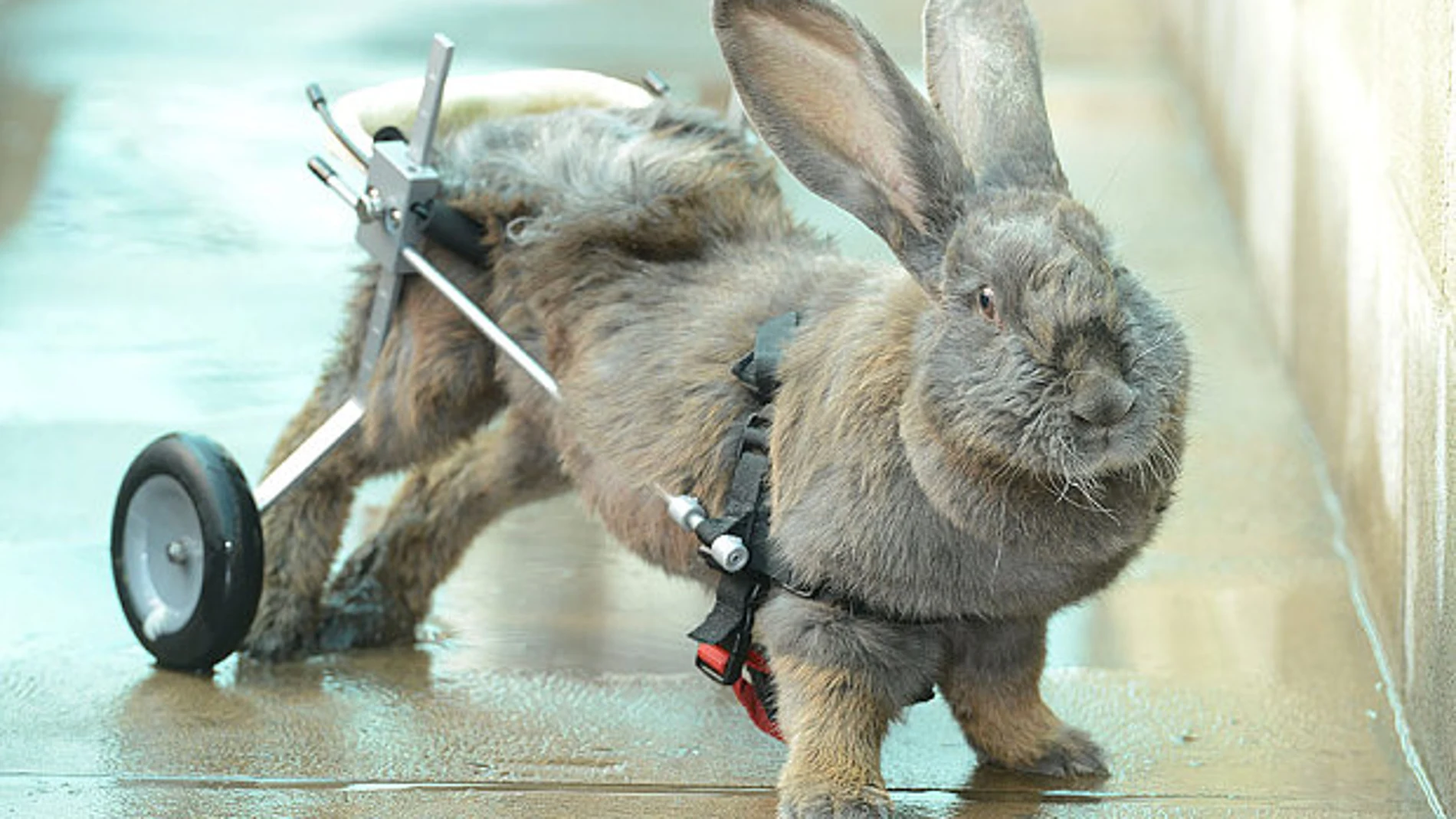 Bertha, la coneja paralítica que camina gracias a una silla de ruedas