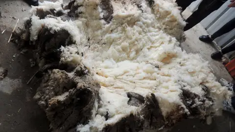 Esquilan 42,3 kilos de lana de una oveja Esquilan 42,3 kilos de lana de una oveja