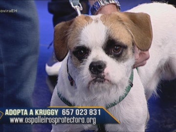 Kruggy el perro abandonado mas viralizado