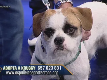 Kruggy el perro abandonado mas viralizado Kruggy el perro abandonado mas viralizado