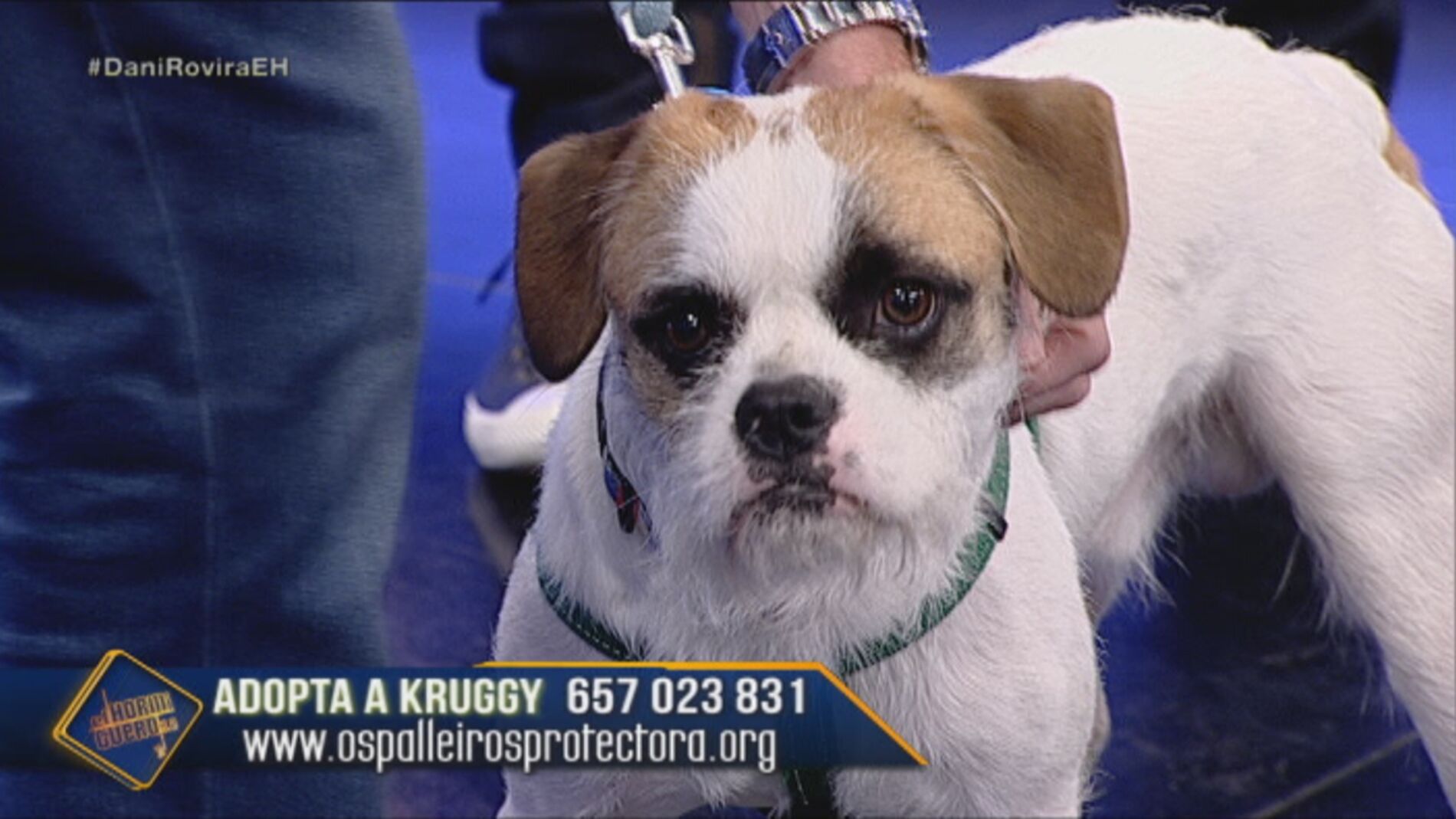 Kruggy el perro abandonado mas viralizado