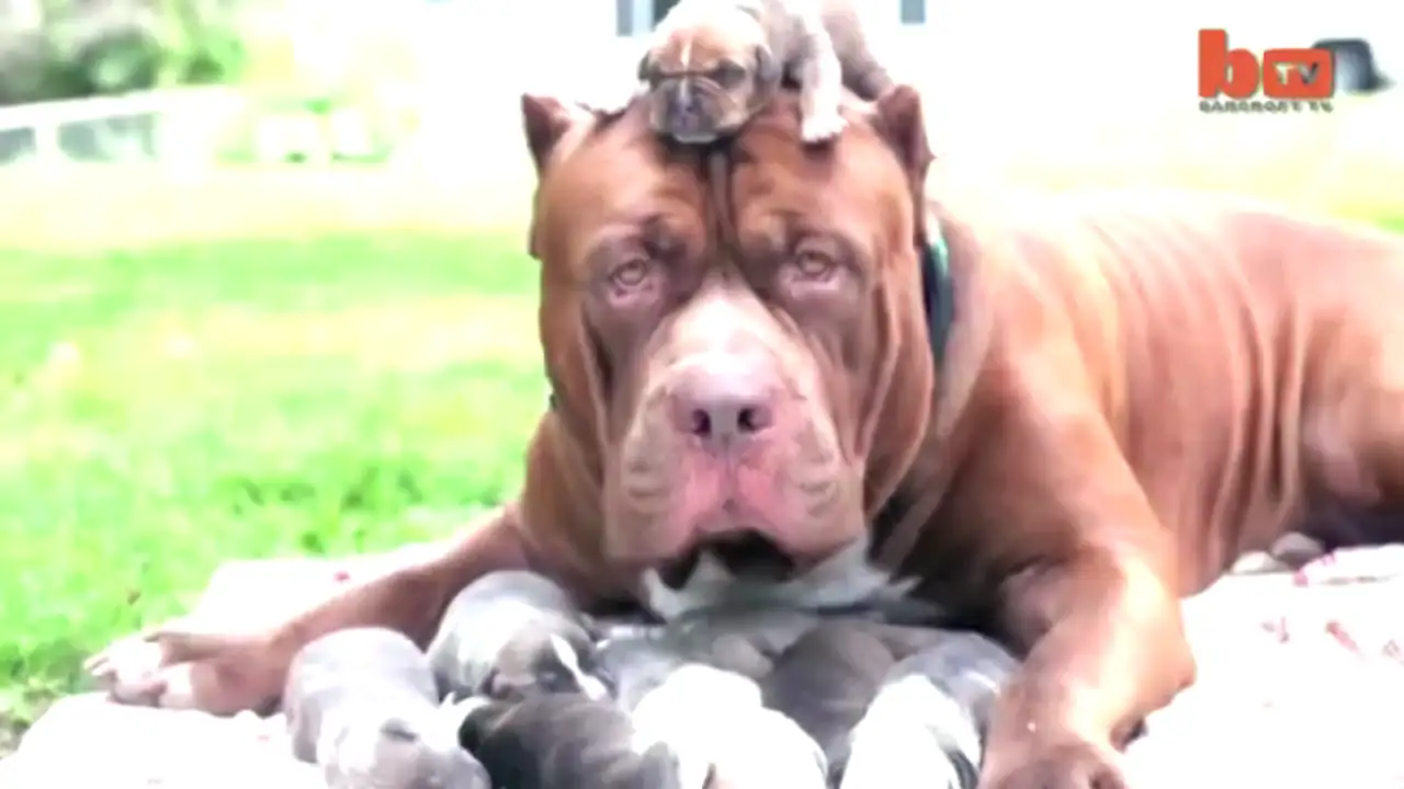 Descubrimos a Hulk, el pitbull más grande del mundo y a sus cahorros