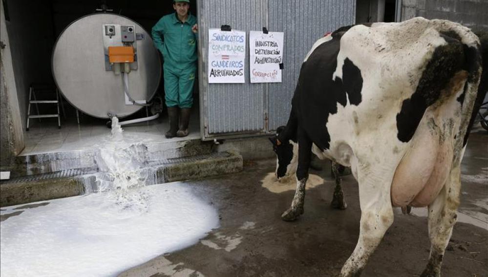 El presidente de la Organización de Productores Lácteos tira la leche almacenada