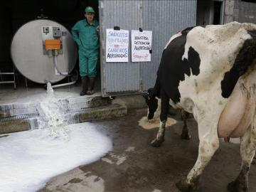 El presidente de la Organización de Productores Lácteos tira la leche almacenada