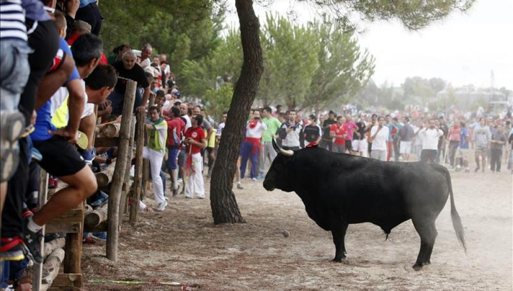 Toro de la Vega