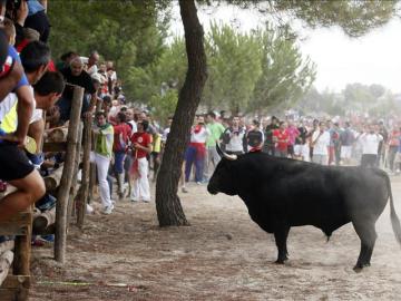 Toro de la Vega