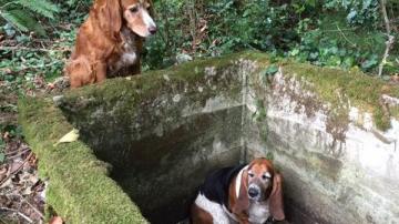 El perro sólo se separaba del pozo para ir en busca de ayuda