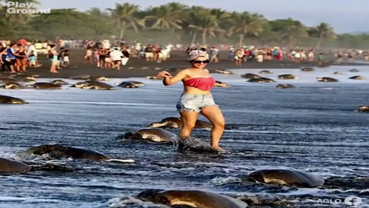 Tortugas en Costa Rica