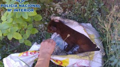 Detenido por tirar a un cachorro de perro a un contenedor con las patas atadas y en un saco
