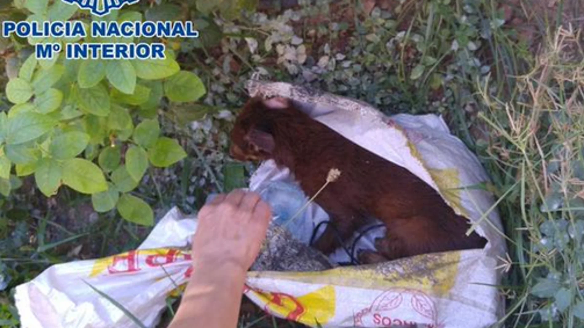 Hallan a un perro atado de patas en un saco Hallan a un perro atado de patas en un saco