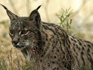 Los linces decidieron volver a su lugar de origen Los linces decidieron volver a su lugar de origen