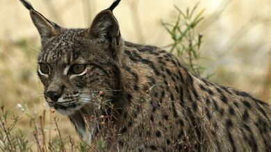 Un lince cruza a nado el río Guadiana para llegar a su ciudad de origen en Portugal 