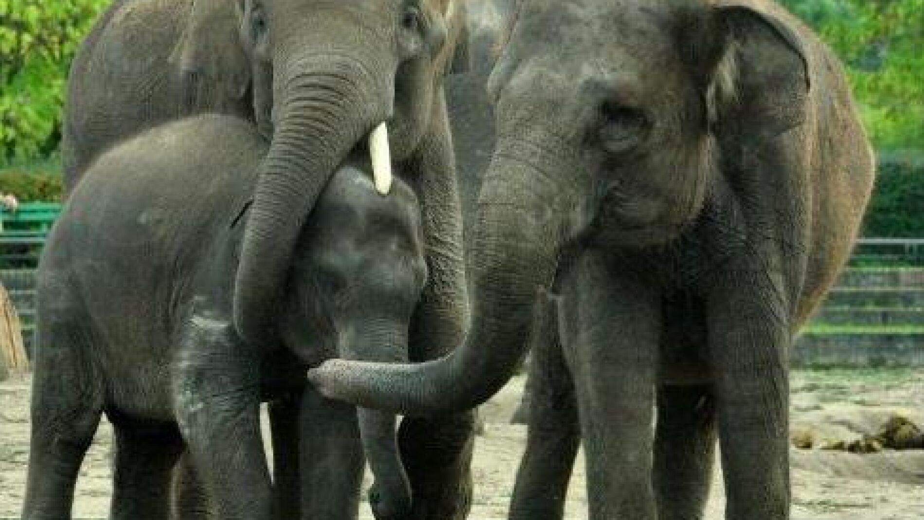 Nueva familia de elefantes en el Zoo de Madrid