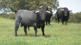Toros de lidia