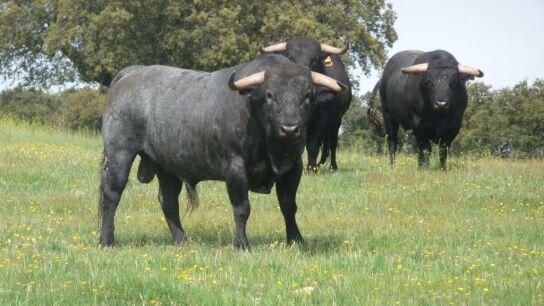 Toros de lidia