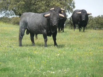 Toros de lidia Toros de lidia