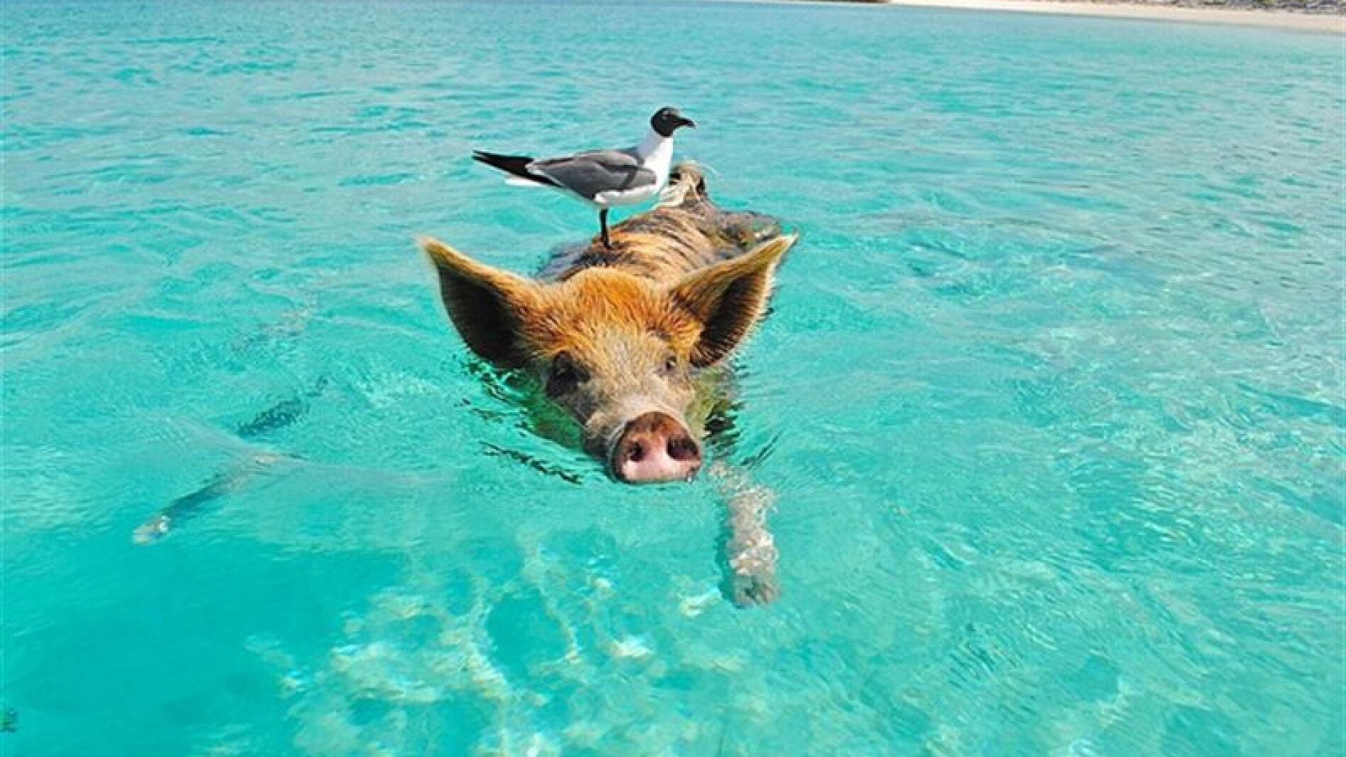 Pig Beach,una curiosa playa de las Bahamas 