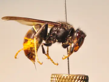Ejemplar de avispa asiática. Ejemplar de avispa asiática.