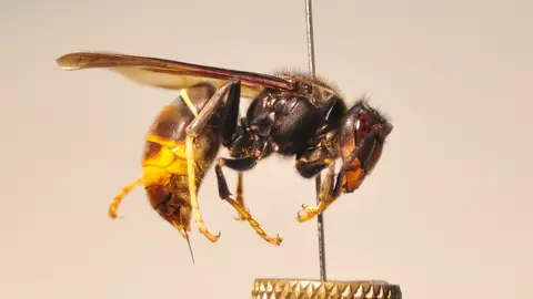 Ejemplar de avispa asiática. Ejemplar de avispa asiática.