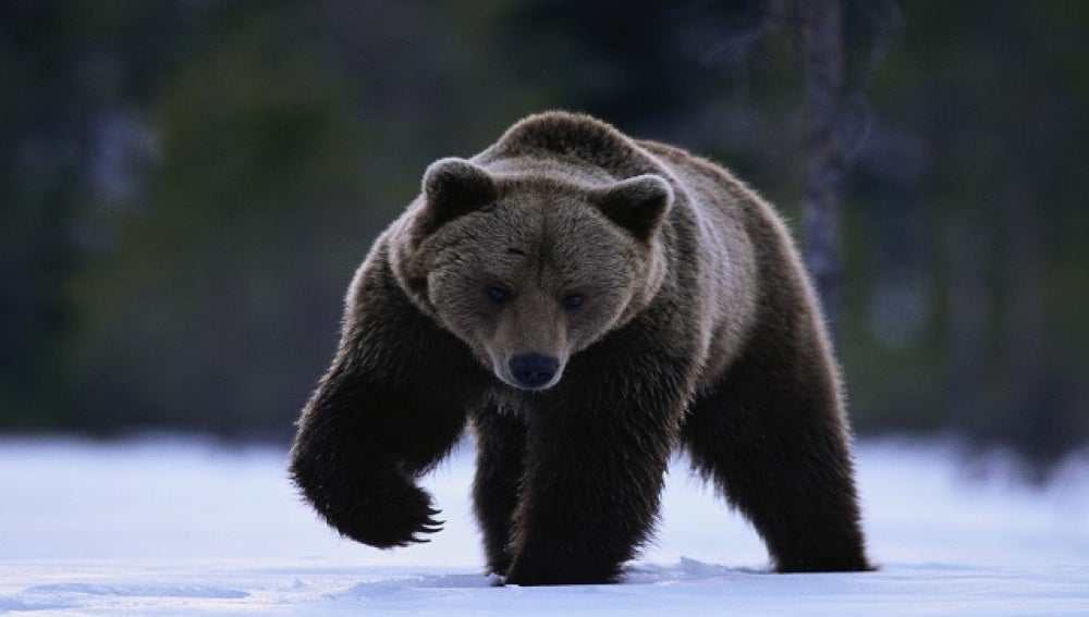 Un ejemplar de oso negro