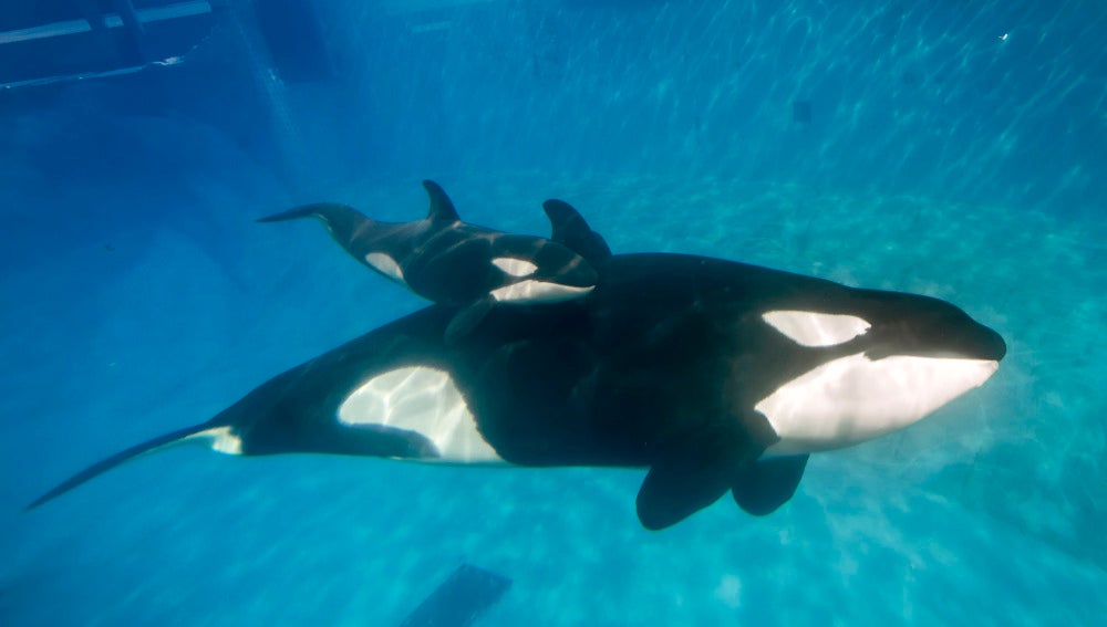 Ejemplares de ballenas criadas en 'SeaWorld'