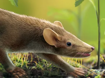 El pelo no evolucionó gradualmente en los mamíferos El pelo no evolucionó gradualmente en los mamíferos