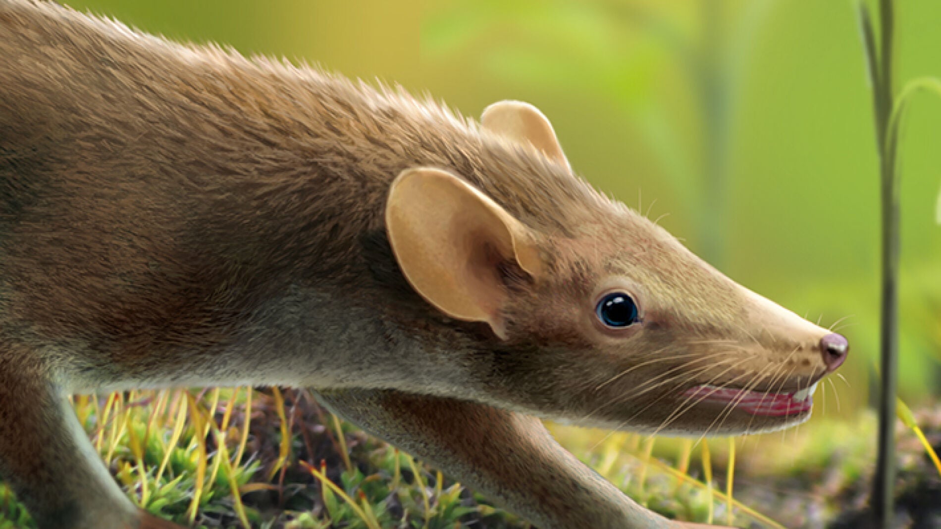 El pelo no evolucion&oacute; gradualmente en los mam&iacute;feros