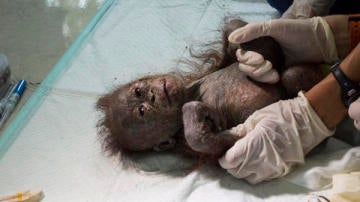 El orangután se encontraba deshidratado y desnutrido