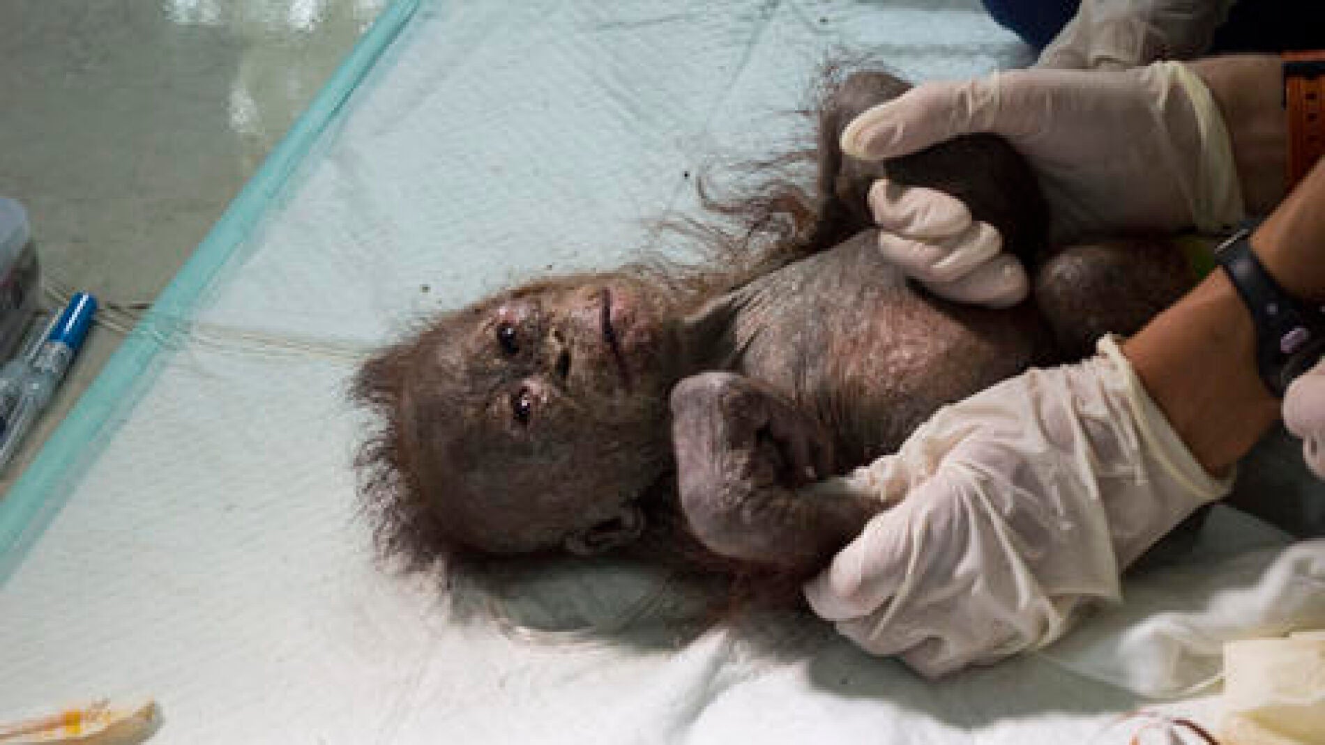 El orangut&aacute;n se encontraba deshidratado y desnutrido