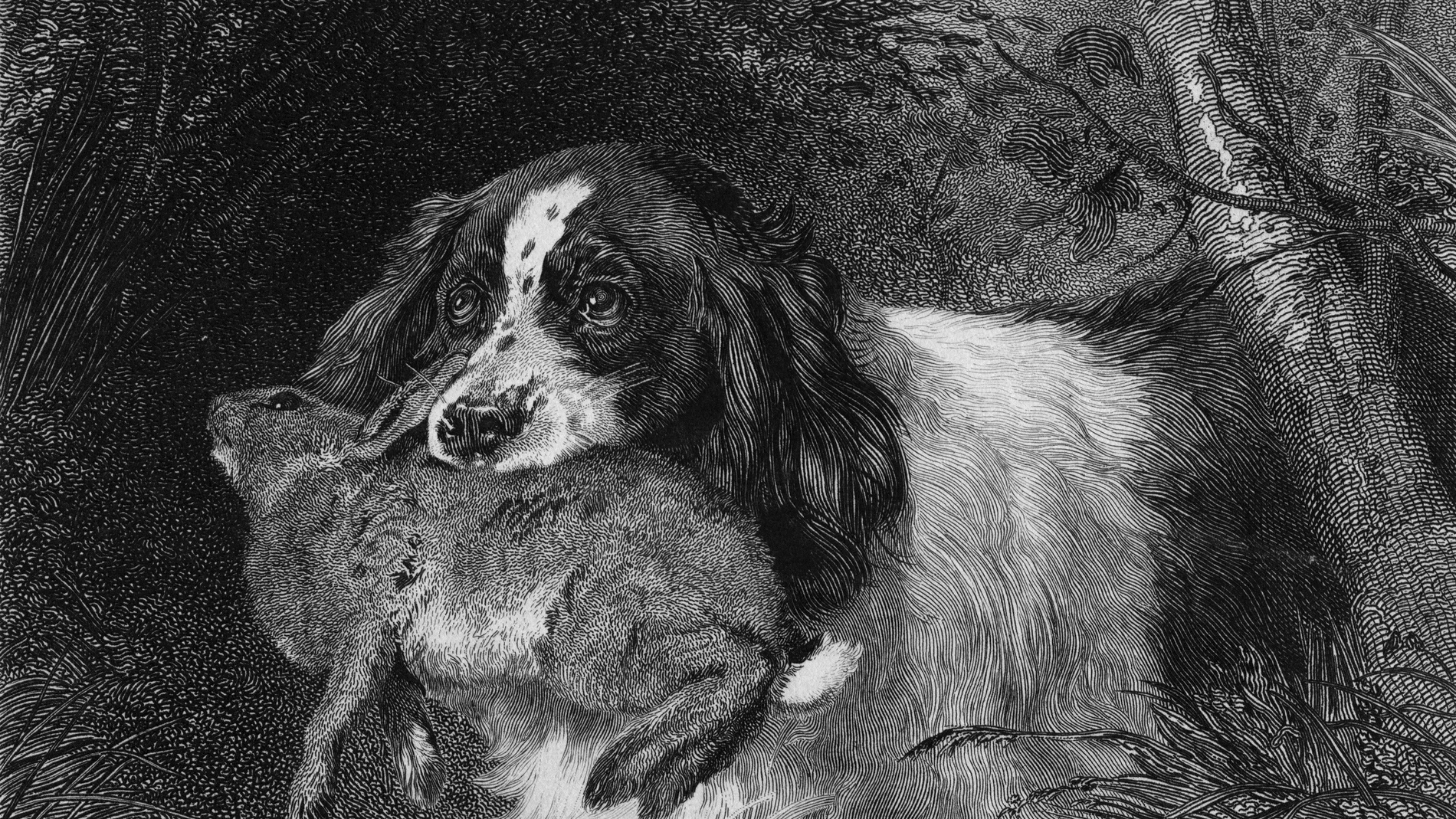 Los perros, ayudantes de los hombres Los perros, ayudantes de los hombres