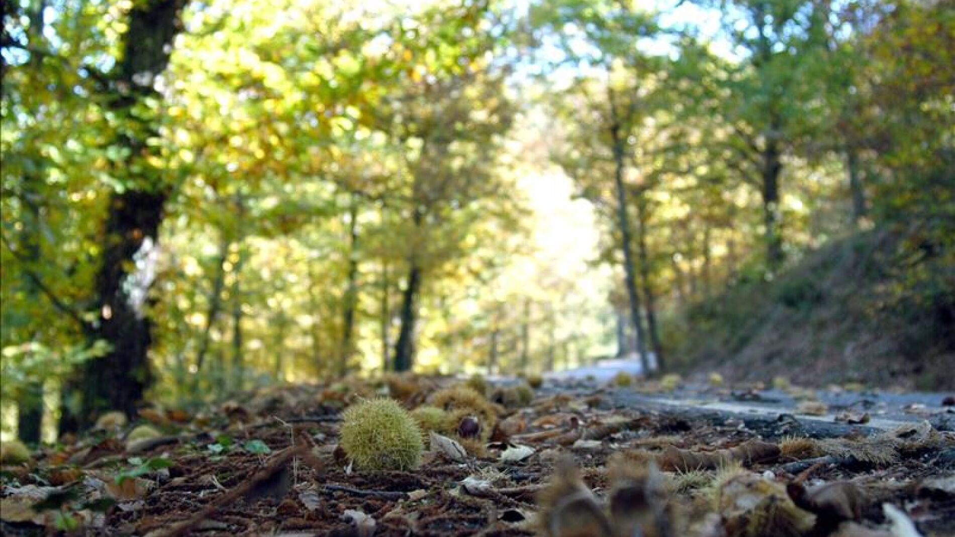 Paisaje de &aacute;rboles