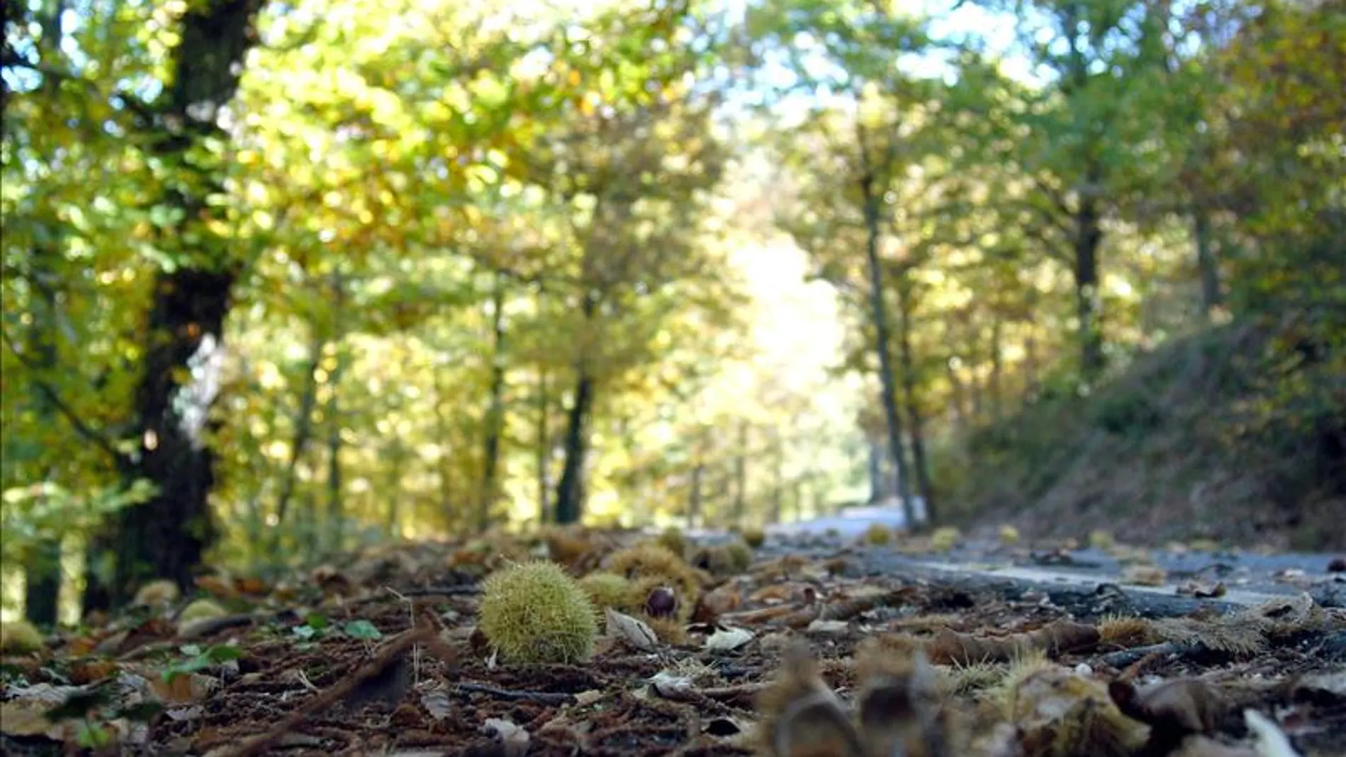 Paisaje de árboles Paisaje de árboles