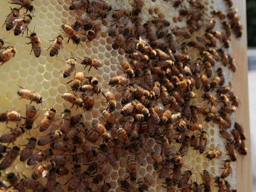 Colmena de abejas Colmena de abejas