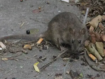 Ratas Ratas