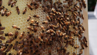 Alrededor de 20.000 abejas siguen a un coche porque su reina se ha quedado atrapada en el maletero