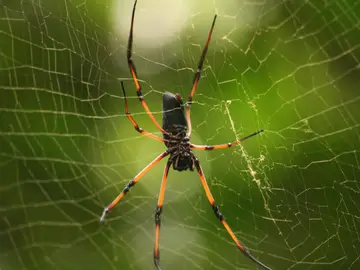 Araña de la especie 'Nephila inaurata' Araña de la especie 'Nephila inaurata'
