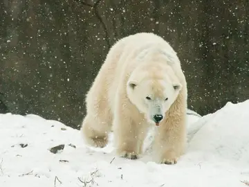 Klondike, el oso polar más viejo de EEUU Klondike, el oso polar más viejo de EEUU