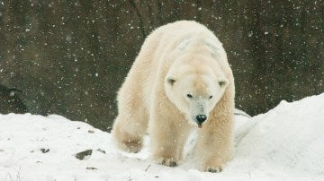 Klondike, el oso polar más viejo de EEUU