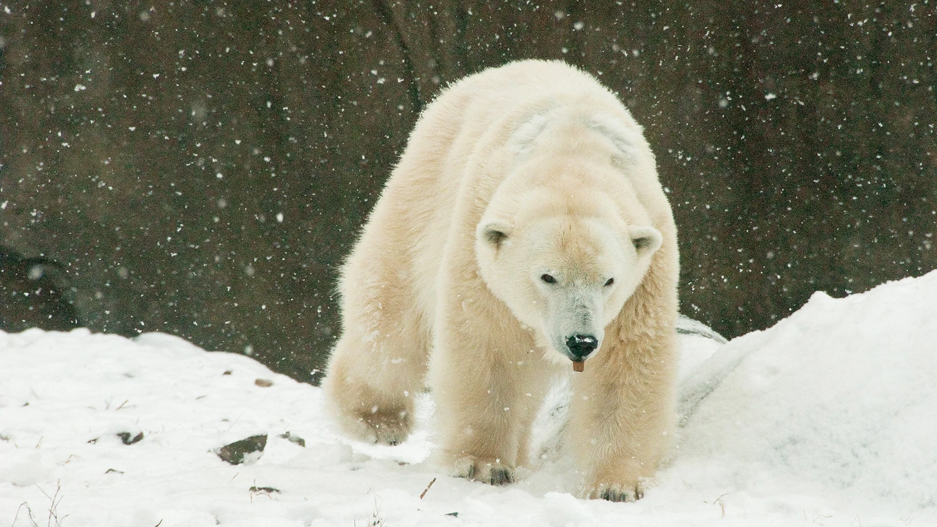 Klondike, el oso polar más viejo de EEUU Klondike, el oso polar más viejo de EEUU