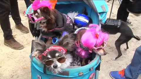 Concurso de disfraces para mascotas en Nueva York Concurso de disfraces para mascotas en Nueva York