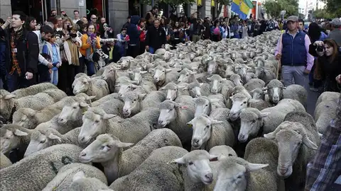Las calles de la capital se han convertido de nuevo en una vía pecuaria Las calles de la capital se han convertido de nuevo en una vía pecuaria