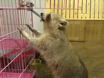 Un mapache en una cafetería de Tailandia Un mapache en una cafetería de Tailandia