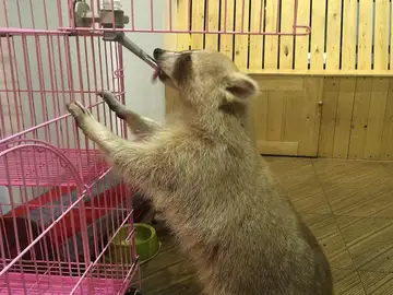 Un mapache en una cafetería de Tailandia Un mapache en una cafetería de Tailandia
