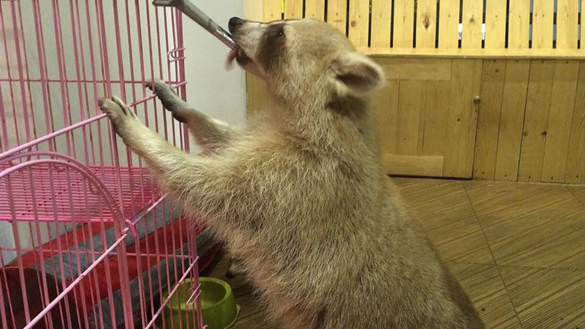 Un mapache en una cafetería de Tailandia Un mapache en una cafetería de Tailandia